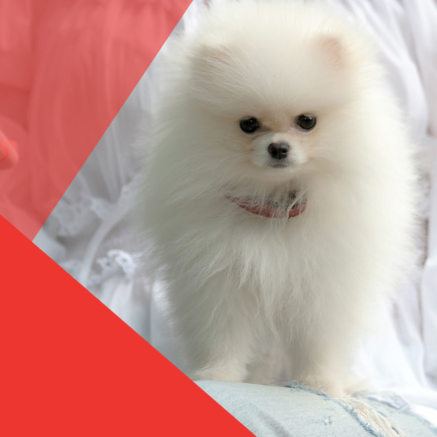 Perros de raza pequeña: Check list de cuidados