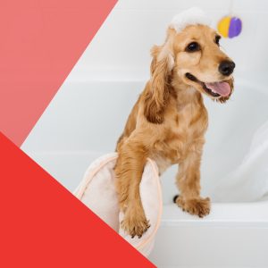 ¿Cada cuánto  bañar a un perro? Aquí te decimos