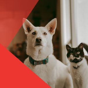 Perros vs. Gatos: ¿Cuál es el más amoroso?