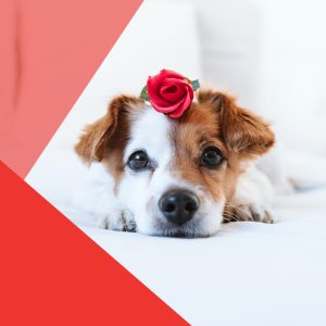 Cómo celebrar San Valentín con tu mascota