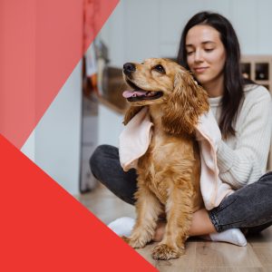 Descubre los 10 Secretos para cuidar a un Perro como un experto