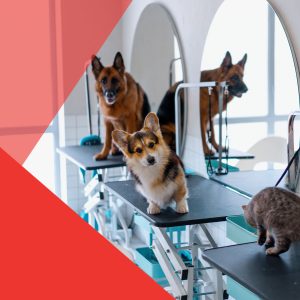 Secretos de la peluquería canina: Tips y consejos