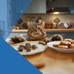 Alimentos tóxicos para gatos: El asesino silencioso