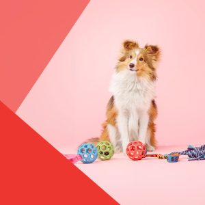 Juguetes para perros: ¡Revoluciona su diversión!