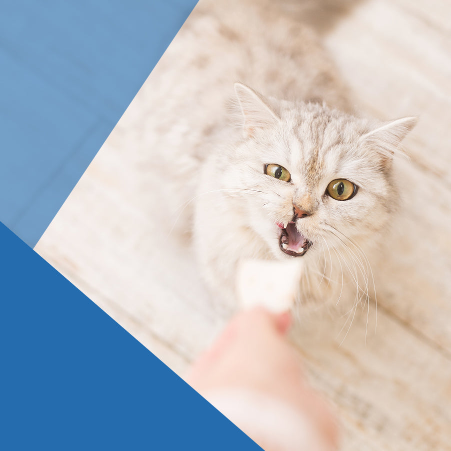 ¿Puedo darle comida azucaradas a mi gato?