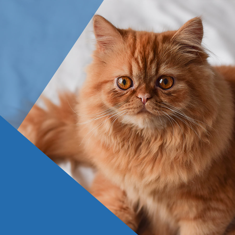 Elegancia Felina: 5 Tips para criar gatos persa