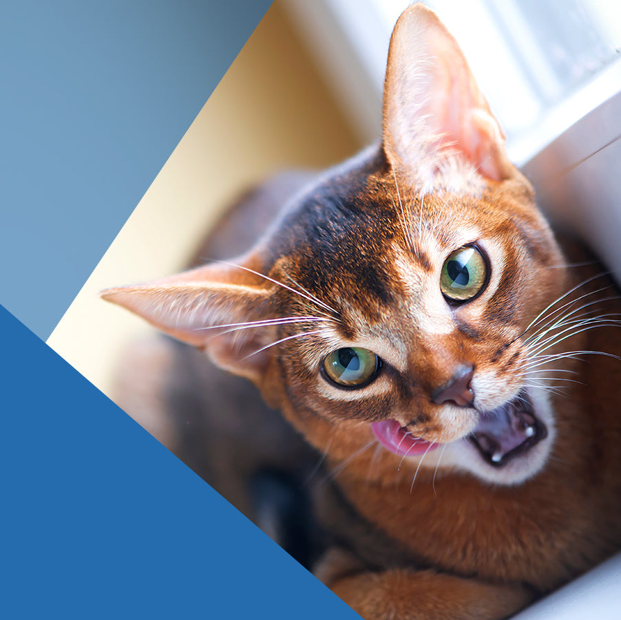 Estrés en gatos: Claves para entenderlo y actuar