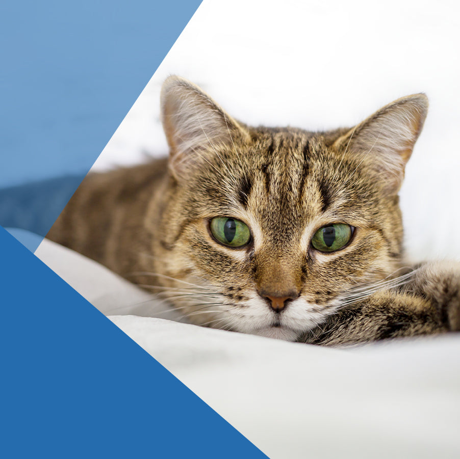 ¿Cómo engordar un gato? ¡Descubre aquí el secreto!