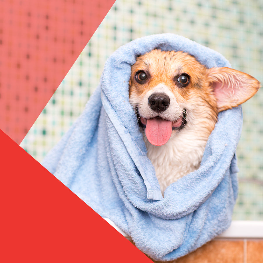 Dog wash: El nuevo shampoo para perros en Colombia