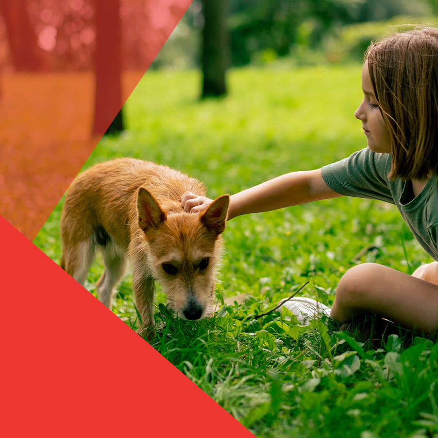 Beneficios de adoptar un Perro