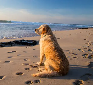 5 consejos para disfrutar de la playa con tu perro