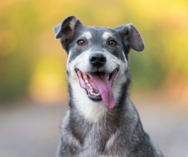 ¿Cómo eliminar el mal aliento en tu mascota?