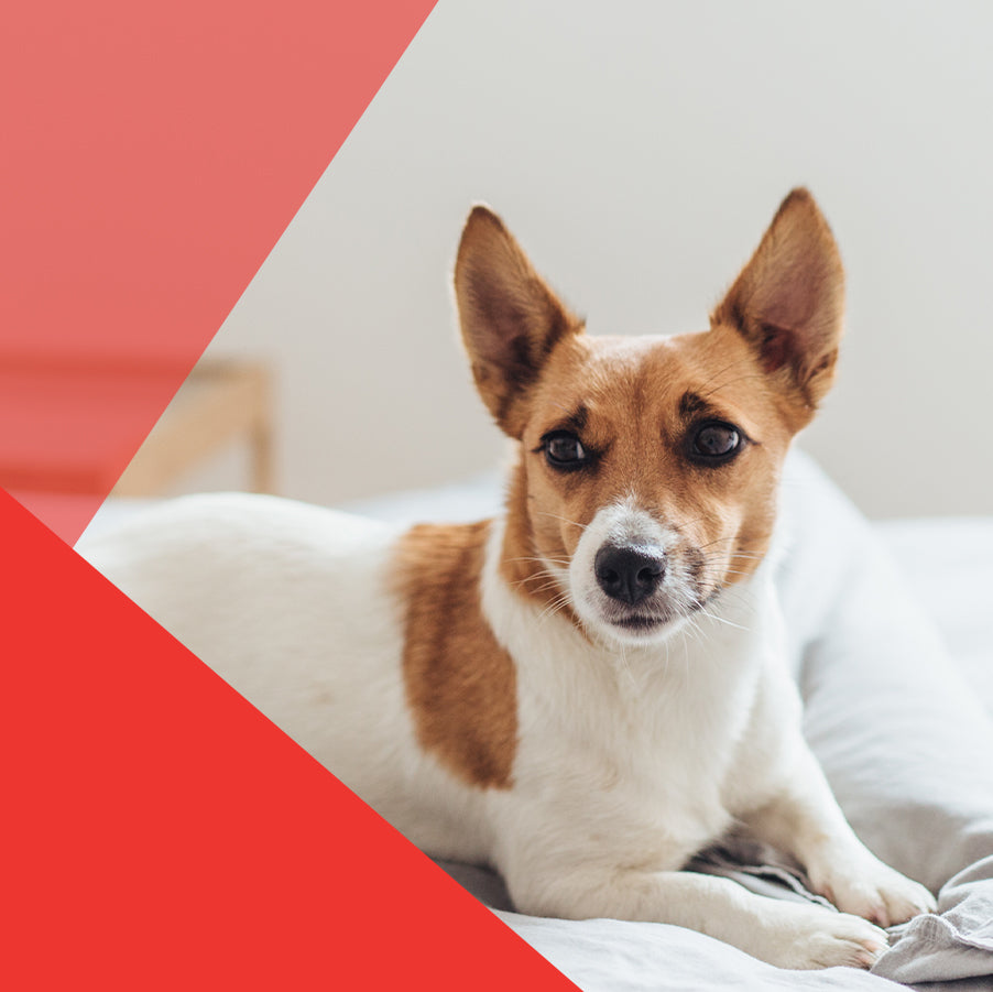 ¿Sabías que los perros también pueden padecer vitíligo?