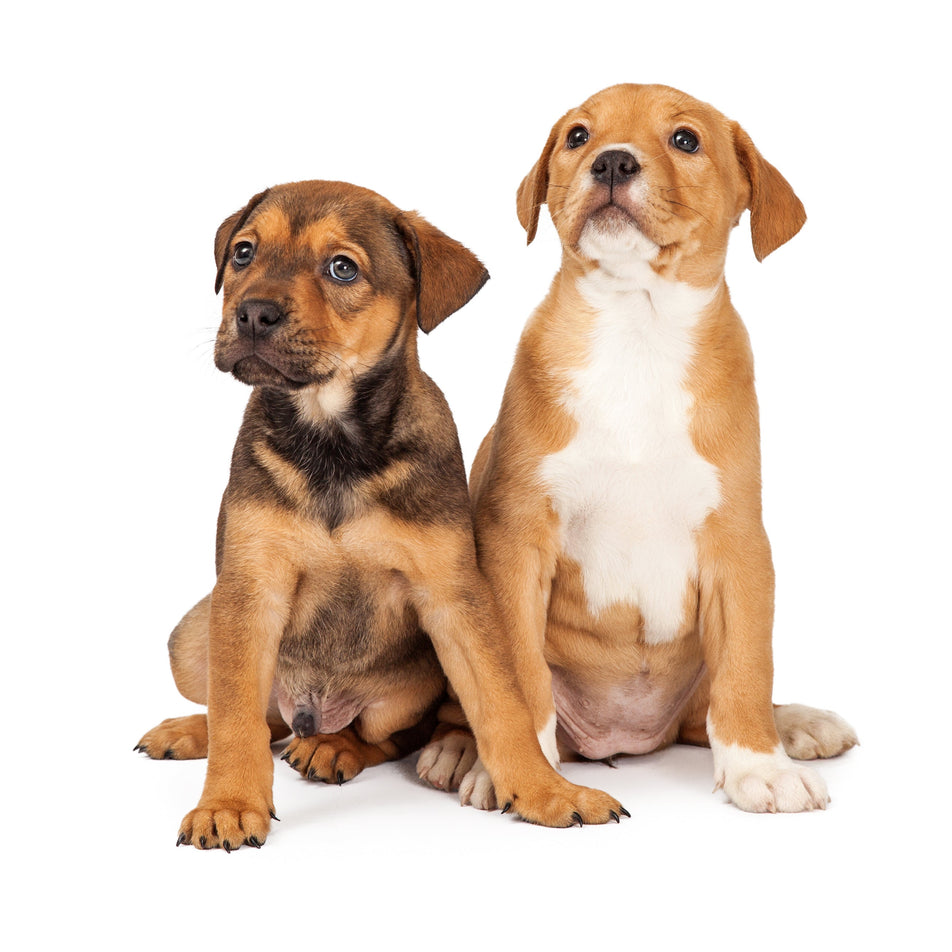 La Ciencia detrás de la Longevidad de tu mascota.