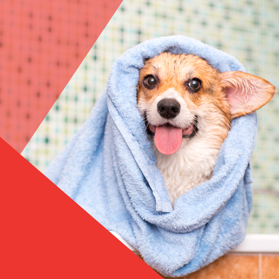 Dog wash: El nuevo shampoo para perros en Colombia, La Holanda