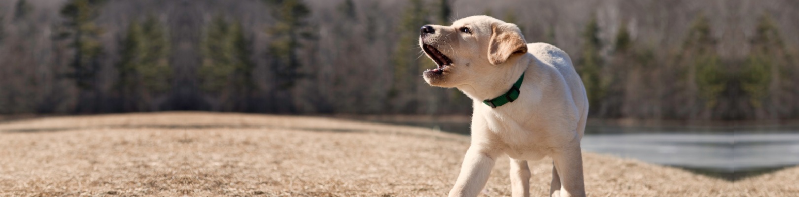 el labrador ladra mucho