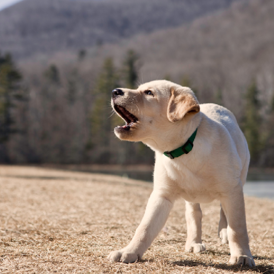 el labrador ladra mucho