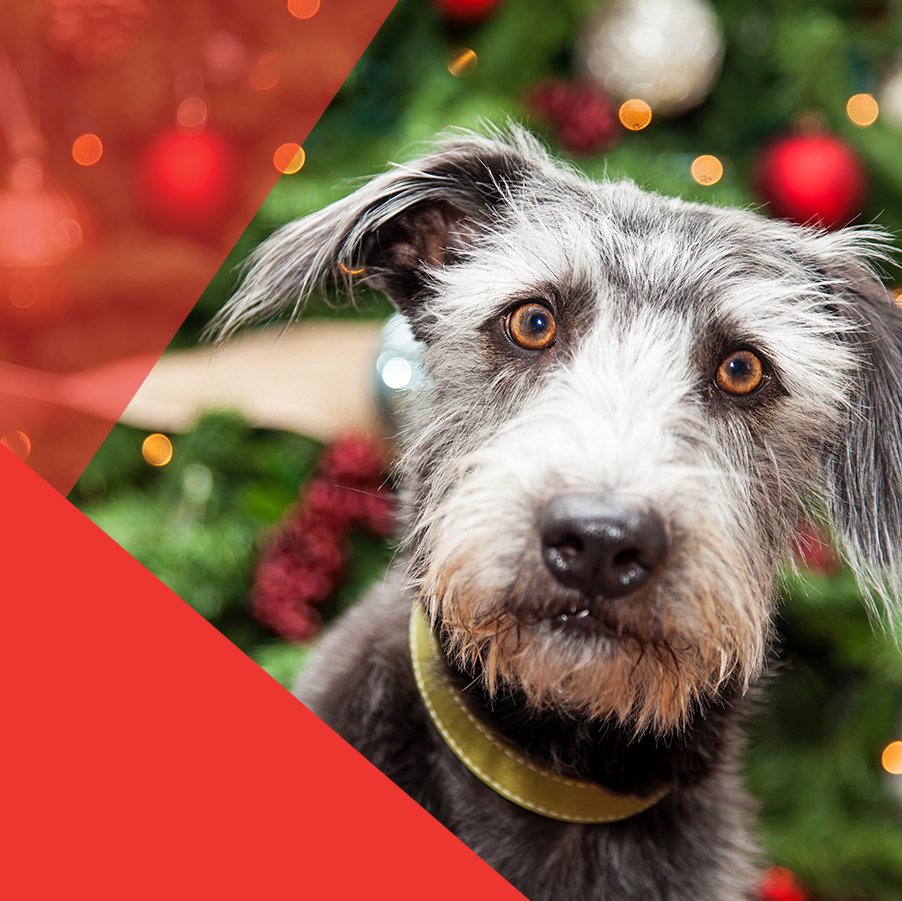 ¡Evita la ansiedad en perros en Navidad!, La Holanda