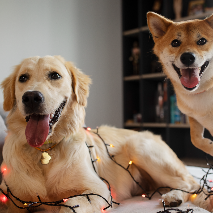 ¡Evita la ansiedad en perros en Navidad!, La Holanda