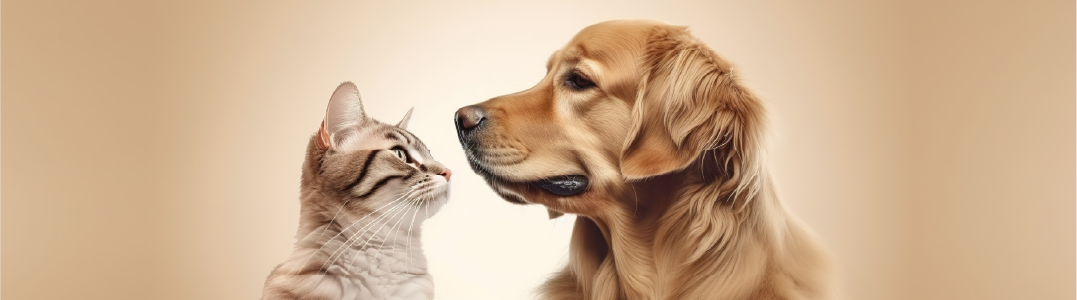 Perros VS Gatos: ¿Cuál es el más amoroso?, La Holanda