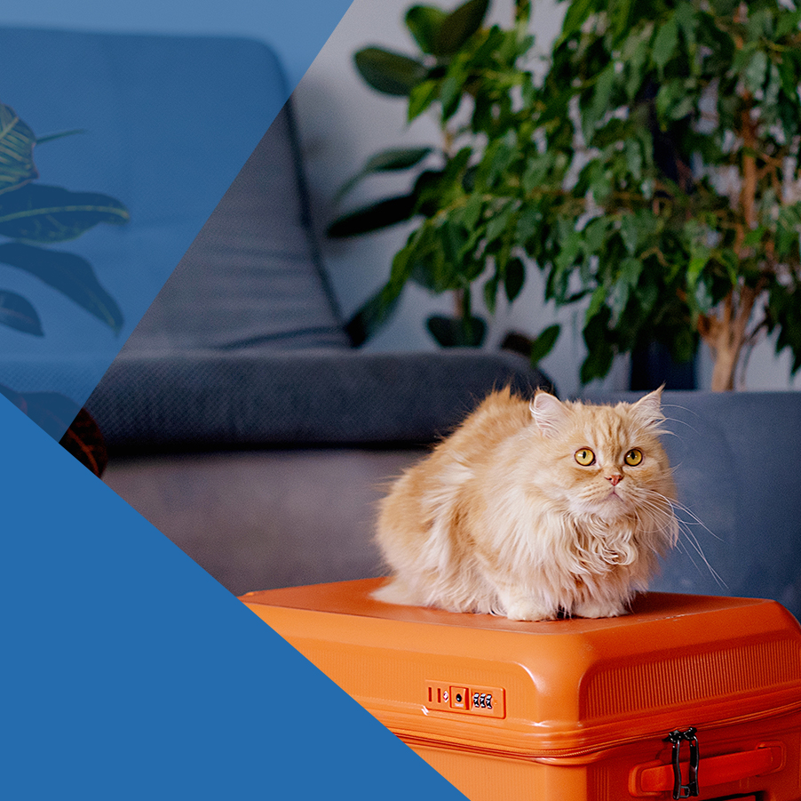 5 consejos de seguridad para viajar con un gato, La Holanda